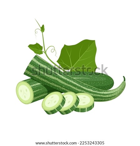 Vector illustration, snake gourd or Trichosanthes cucumerina, with slices, and green leaves, isolated on white background. Photo stock © 