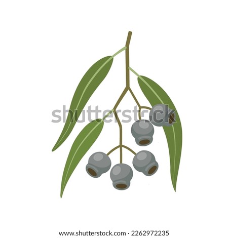 Vector illustration, Eucalyptus caesia, also called gumnuts, Gungurru or Silver Princess, isolated on white background.