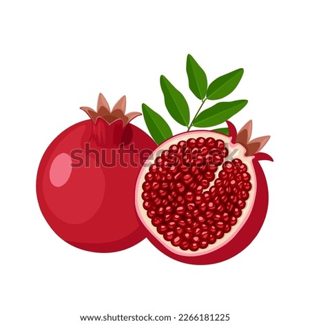 Vector illustration, Ripe pomegranate fruit, scientific name Punica granatum, isolated on white background.