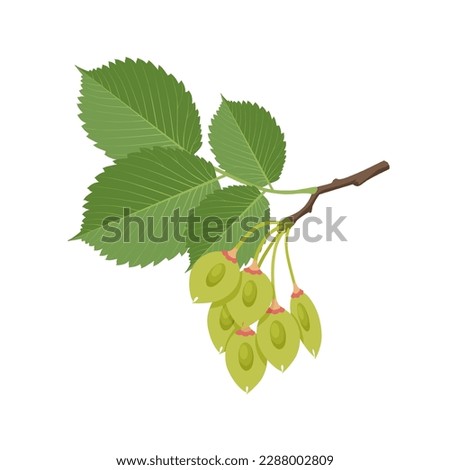 Vector illustration, elm tree pod with leaves, isolated on white background.