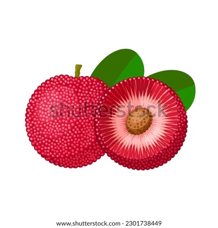 Vector illustration, Bayberry or Myrica rubra, also called Yangmei, isolated on white background.