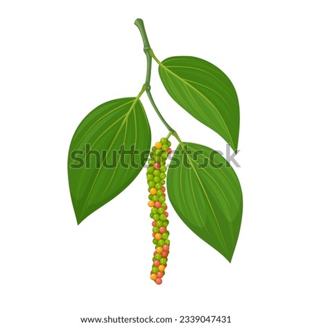 Vector illustration, Pepper or piper nigrum, with green leaves, isolated on white background.