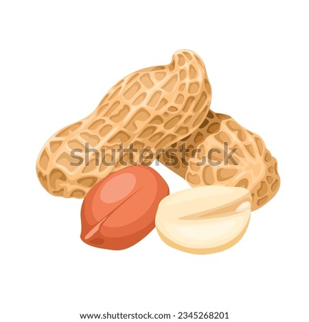 Vector illustration, whole and peeled peanuts, isolated on white background.
