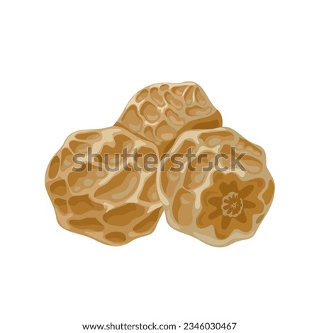 Vector illustration, Cyperus esculentus or tiger nuts, isolated on white background.