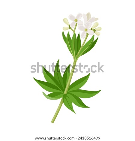 Vector illustration, Galium odoratum, the sweet woodruff or sweetscented bedstraw, isolated on white background.