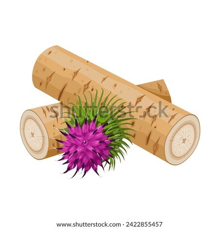 Vector illustration, burdock root and flower, scientific name Arctium lappa, isolated on white background.