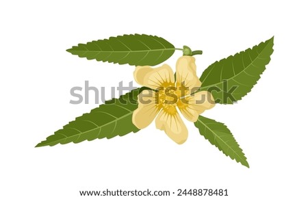 Vector illustration, Sida rhombifolia, commonly known as arrowleaf sida, isolated on white background.