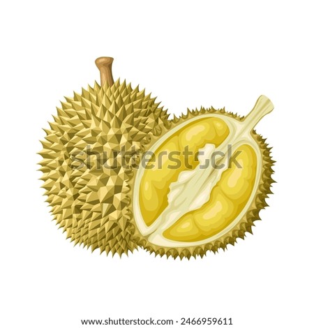 Vector illustration of durian fruit, tropical fruit, isolated on white background.