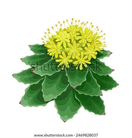 Vector illustration of Rhodiola rosea,commonly known as golden root, rose root, Aaron's stem, arctic root, king's crown, rhodium lignum, and rose orpine, isolated on white background.