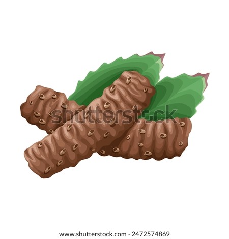 Vector illustration of Rhodiola rosea root, commonly golden root, rose root, roseroot, Aaron's rod, Arctic root, king's crown, lignum rhodium, and orpin rose, isolated on white background.