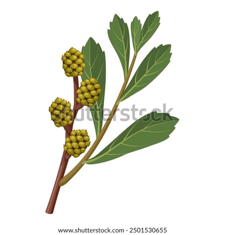 Vector illustration of Sweetgale or Bog Myrtle, scientific name Myrica gale, isolated on white background.