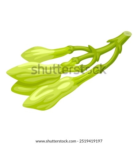 Vector illustration of Loroco flower bud, scientific name Fernaldia pandurata, isolated on white background.