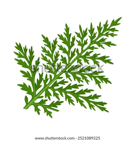 Illustration of Artemisia afra leaf, commonly known as mugwort or African wormwood, isolated on white background.