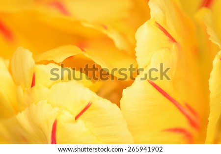 Flower of a yellow tulip large the plan as a background
