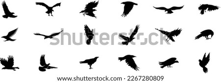 set of silhouettes of birds. flying birds silhouette set. Set of black isolated silhouettes flying birds. Collection of different birds position.