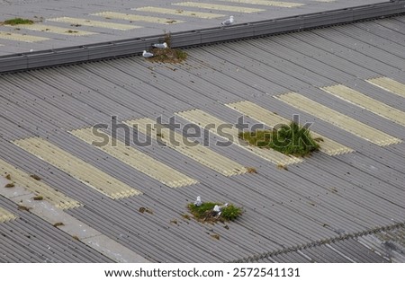 Similar – Image, Stock Photo Gull on the roof Roof