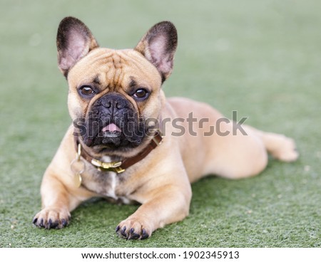 Similar – Image, Stock Photo cute brown french bulldog sitting on the bed at home and looking at the camera. Funny dog listening to music on white headset. Pets indoors and lifestyle. Technology and music