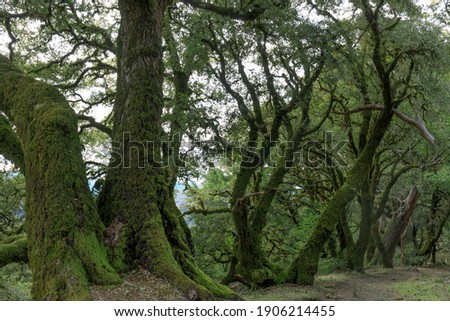 Similar – Image, Stock Photo Alte Eiche, old oak Baum