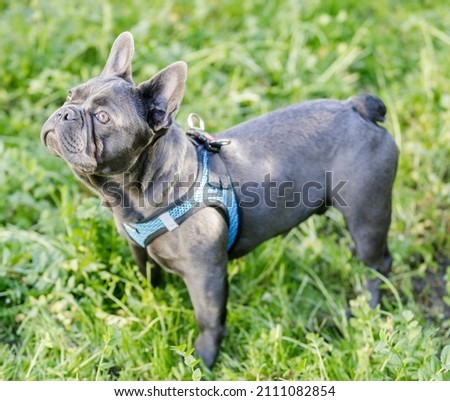 Similar – Image, Stock Photo French Bulldog with young woman in headphones smiling while lying on the couch