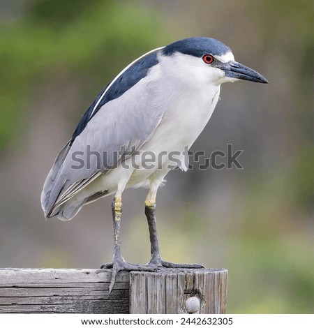 Similar – Image, Stock Photo Black crowned heron on wet ground