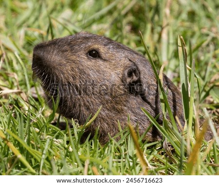 Similar – Image, Stock Photo Gopher Marmot Brown Green