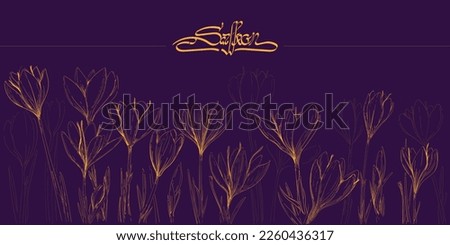 Saffron flowers. Crocus or saffron flower.  Vector hand drawing wildflower for background. Vector illustration in hand draw. Saffron illustration