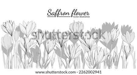 Saffron or crocus. Saffron flower illustration. Saffron flower isolated on background. Vector hand drawing wildflower for background