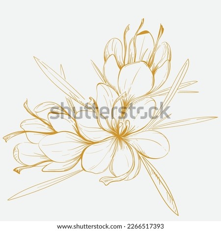 Crocus or saffron. Saffron flower illustration. Saffron flower isolated on background. Vector hand drawing wildflower for background. Crocus or saffron flowers drawn by lines