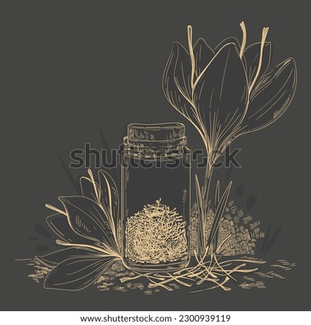 Dry saffron stamens in a glass jar with saffron flower. Hand-painted saffron flowers and saffron dry. Vector sketches. Suitable for packaging design.