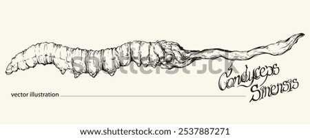 Vector illustration of hand-drawn Cordyceps sinensis. Asian herbal medicine. Cordyceps mushrooms.