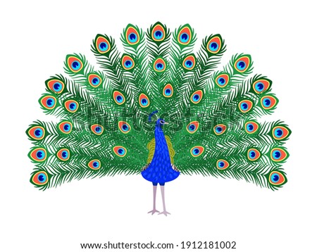 Beautiful peacock. Cartoon bird with ornamental feathers, character of nature with decorative elegant plumage, vector illustration of exotic animal isolated on white background
