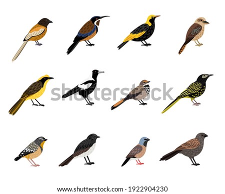 Birds with beak and plumage. Cartoon beautiful colored characters of sky, vector illustration set of little exotic bird with feathers isolated on white background