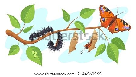 Lepidoptera metamorphosis. Caterpillar to butterfly development process cocoon transformation on tree, life cycle pupa larva moth, growt chrysalis monarch, vector illustration. Insect metamorphosis