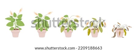 Fading houseplant. Flower house plant withering phases or growing stage die water, floral dying sick fading houseplants in flowerpots, process evolution vector illustration of faded plant houseplant