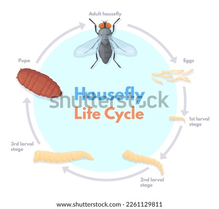 Housefly life cycle. Vinegar houseflies eggs transform to pupa and fly insect, house flies pest macro biology science drosophila stages infographic, neat vector illustration of housefly and insect