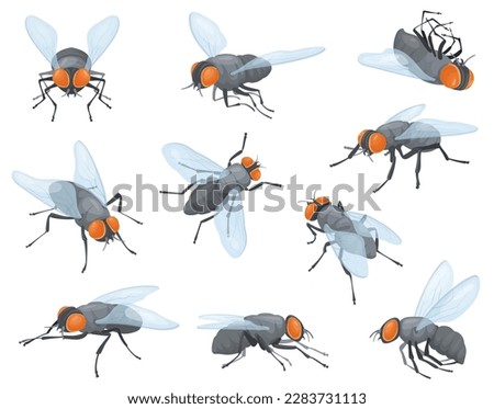 Houseflies. House flies, domestic fly insects, housefly fly-in and fly-out or sit on wall, insect head with proboscis, tiny bug wings body pests neat vector illustration of housefly domestic insect