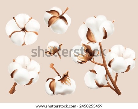 Realistic cotton flowers. Dry fiber ball flower seed plant branch cottons boll crop closeup natural raw blossom fluffy white bolls leaf organic production exact vector illustration of cotton material