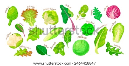 Cartoon lettuce salad leaves. Vegetarian salad isolated leaves, artichoke kale iceberg chicory leaf broccoli spinach, garden green vegetables ingredients, neat vector illustration of food isolated