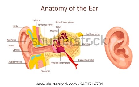 Ear cochlea. Ears anatomy diagram, human auditory system inner organ hear structure stapes vestibular auditory nerve tympanic membrane medical chart, ingenious vector illustration of anatomy ear