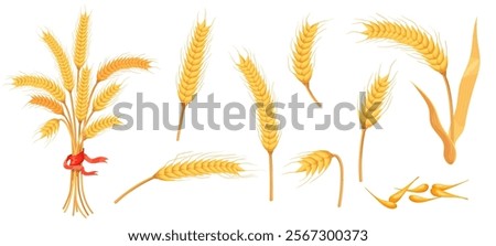 Cartoon barley spikelets. Ripe wheat grains, barley ear gold seeds spikelet oat ears straw plant spike bunch farm crop harvest for flour bakery products, neat vector illustration original artwork