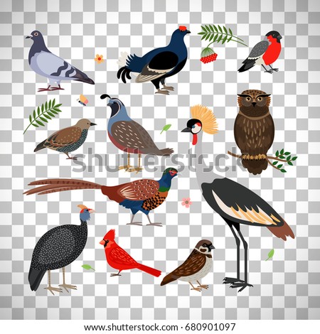 Vector bird icons. Owl and pheasant, bullfinch and crane isolated on transparent background