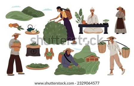 Tea industry. Indian or China gardening. Raw material for drink production. People picking leaves on plantation. Growing agriculture plants. Harvesting and drying. Garish