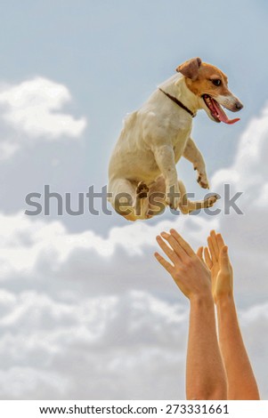 Dog man thrown up into the sky