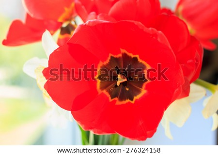 red tulips with pestle