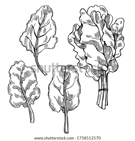 Hand drawn Mangold lettuce. Swiss chard  leaves. Vector sketch illustration 