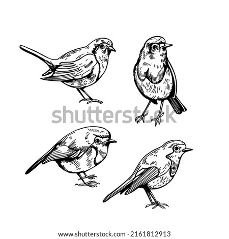 Hand drawn robin (Erithacus rubecula). Vector sketch  illustration.