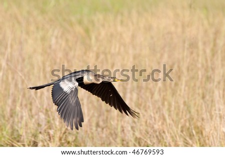 Anhinga in flight. The Anhinga (Anhinga anhinga), is a water bird of the warmer parts of the Americas. .It is a cormorant-like bird.
