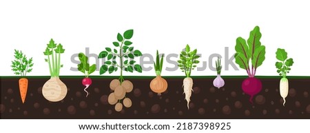 Vegetables in ground. Garden fresh veggies, turnip potato root, carrot and onion vegetable. Planted radish grow, agriculture farm garish vector banner