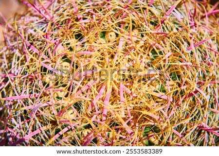 Similar – Image, Stock Photo Cactus spines close up