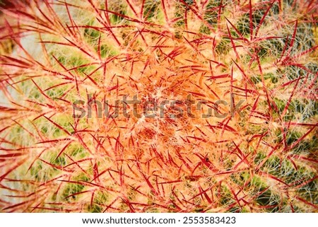 Similar – Image, Stock Photo Cactus spines close up